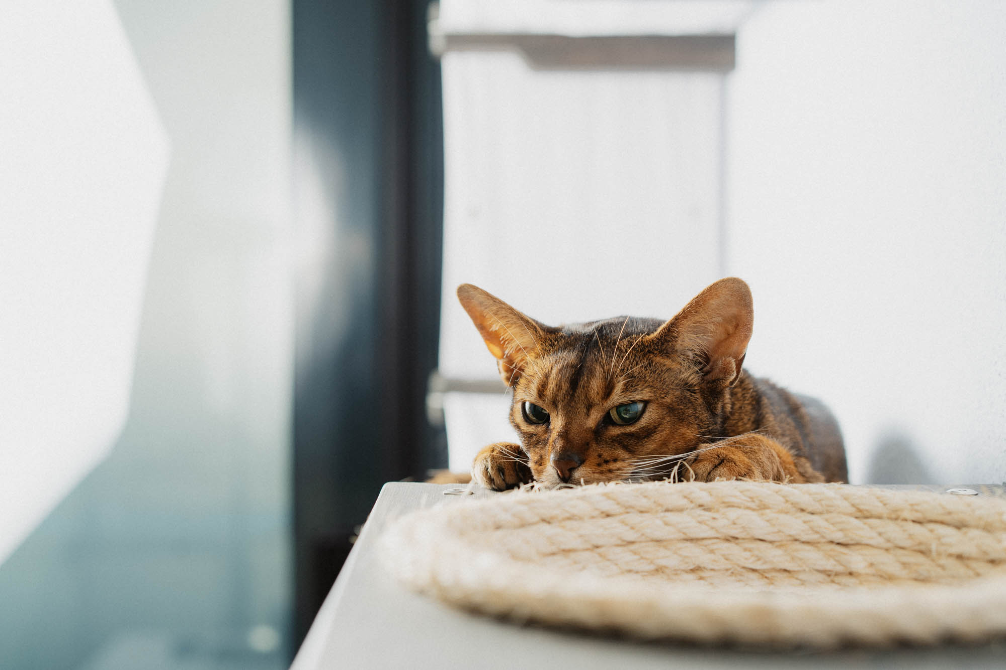 This image for Image Layouts addon