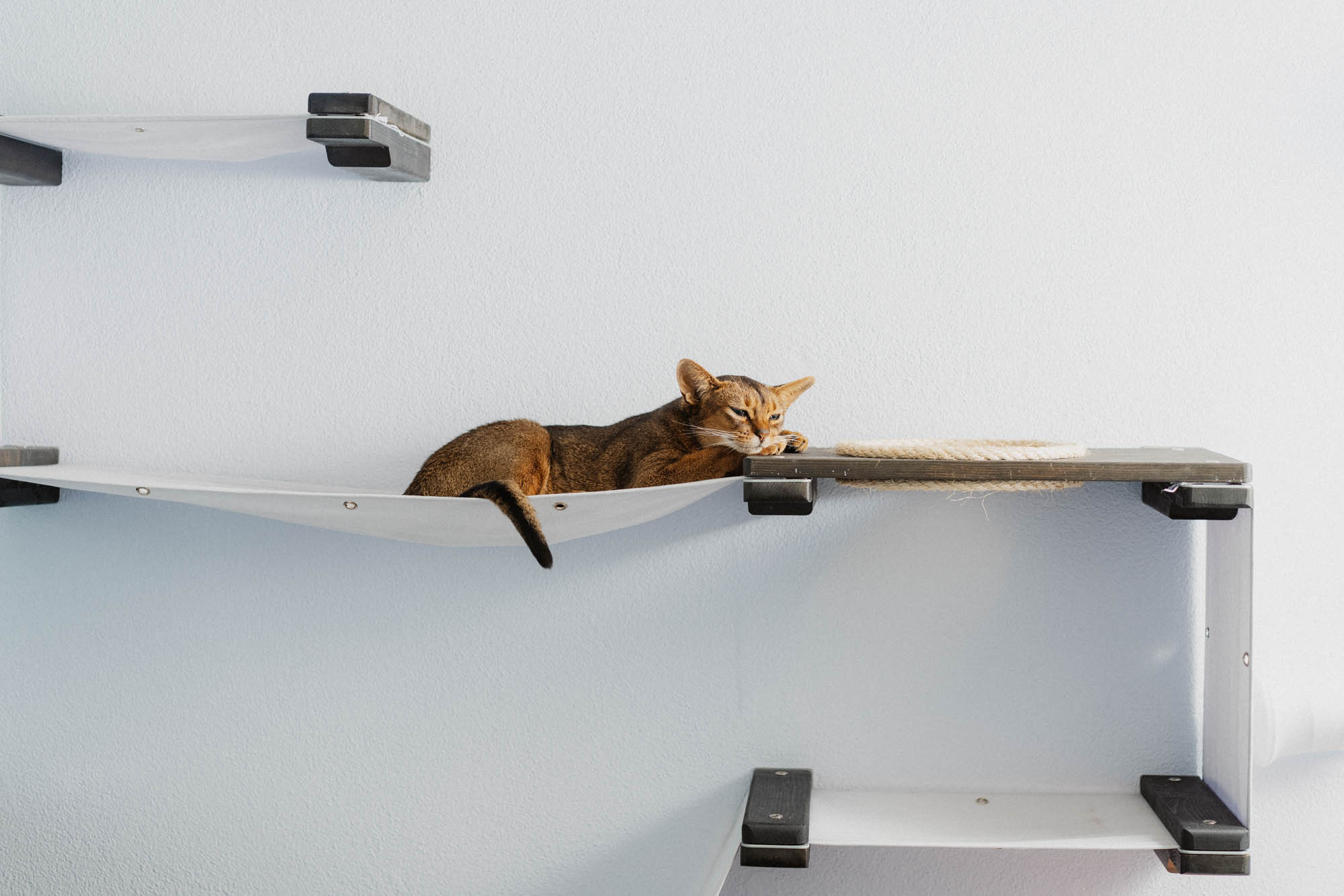 This image for Image Layouts addon